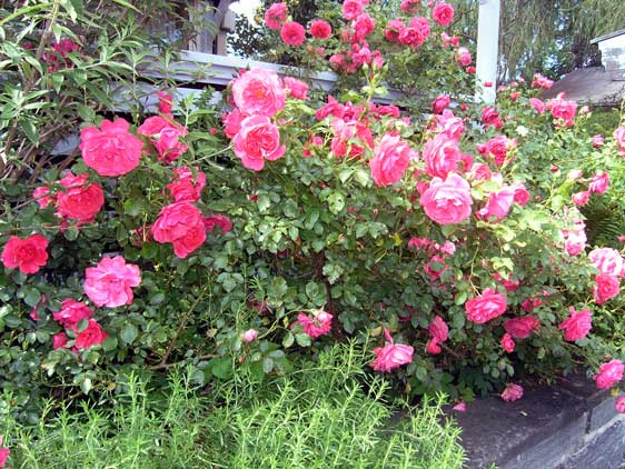 Garten Ferienhaus Amelie
